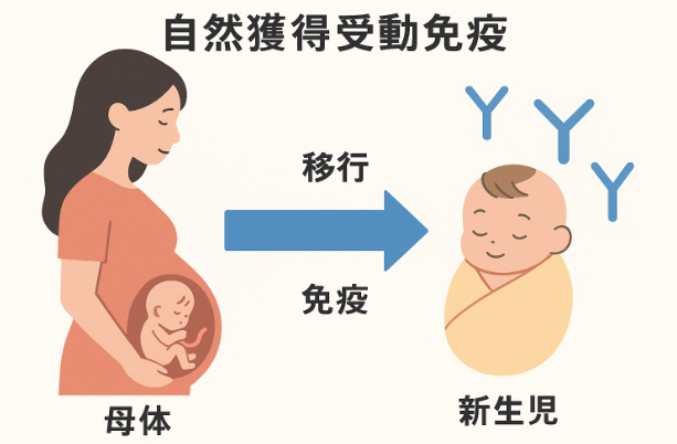 自然獲得受動免疫